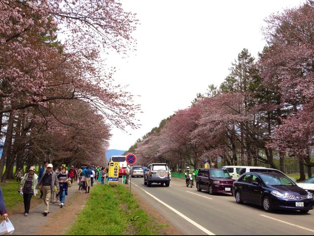 北海道　静内桜めぐり❗️ 二十間道路桜並木の桜に感動❗️
