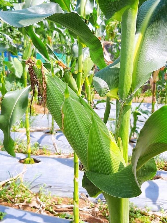 文新小農夫親子農園體驗活動～採收有機蔬菜🥬