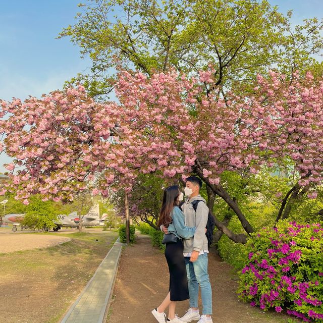 서울 겹벚꽃 명소, 보라매공원