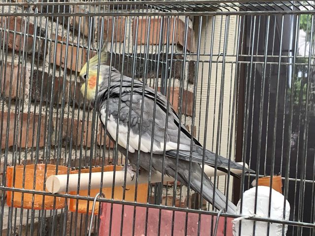 【京都】インコに癒される『イノダコーヒ本店』