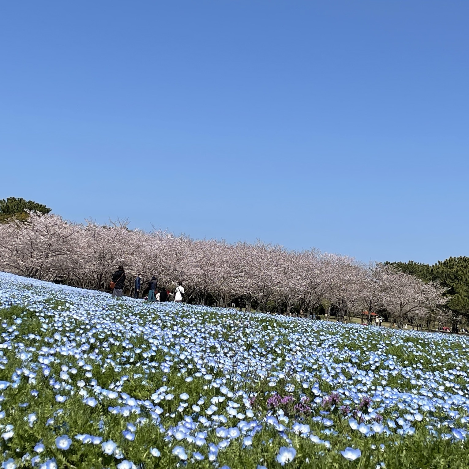 福岡 ネモフィラが美しい海浜公園 Trip Com 福岡の旅のブログ