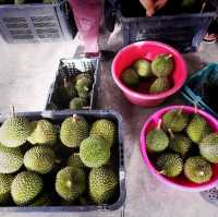 Durian Farm Expedition In Kulai Johor 