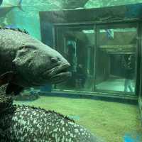 Tips and Tricks to Underwater World Langkawi 