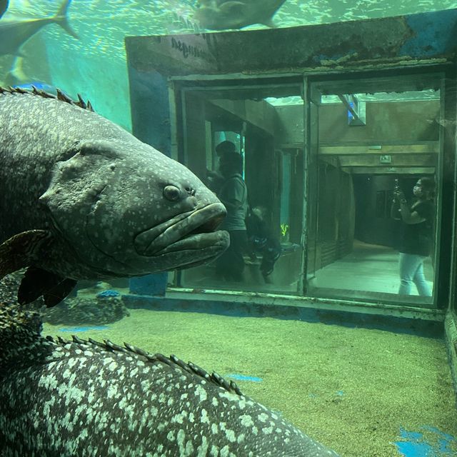Tips and Tricks to Underwater World Langkawi 