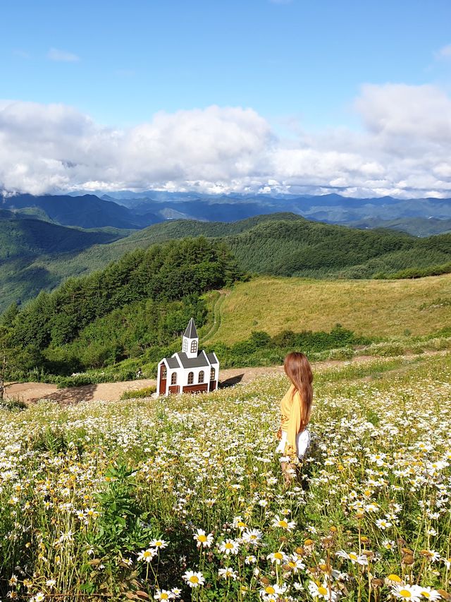 한국의 스위스, 데이지가 피어나는 곳🌼