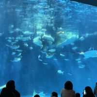 鹿児島県/鹿児島市【いおワールド かごしま水族館】