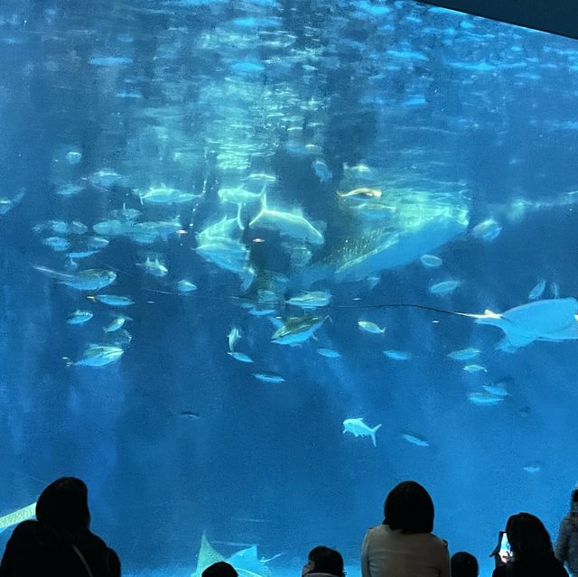 鹿児島県/鹿児島市【いおワールド かごしま水族館】