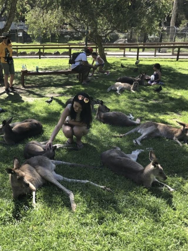 昆士蘭 Currumbin野生動物園🦘🦜🦥🐨😻😻