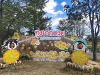 หนาวนี้ไปเดินเฉิดฉายในทุ่งดอกเก๊กฮวยกันเถอะ 🌼