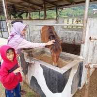 SRZ TERNAK JERAM MENGAJI
