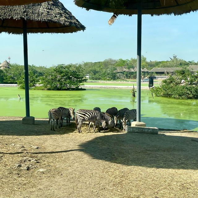 曼谷動物園Safari World🦒🐅🦧❤️