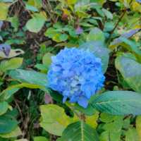 福壽山農場-海芋、繡球花海區