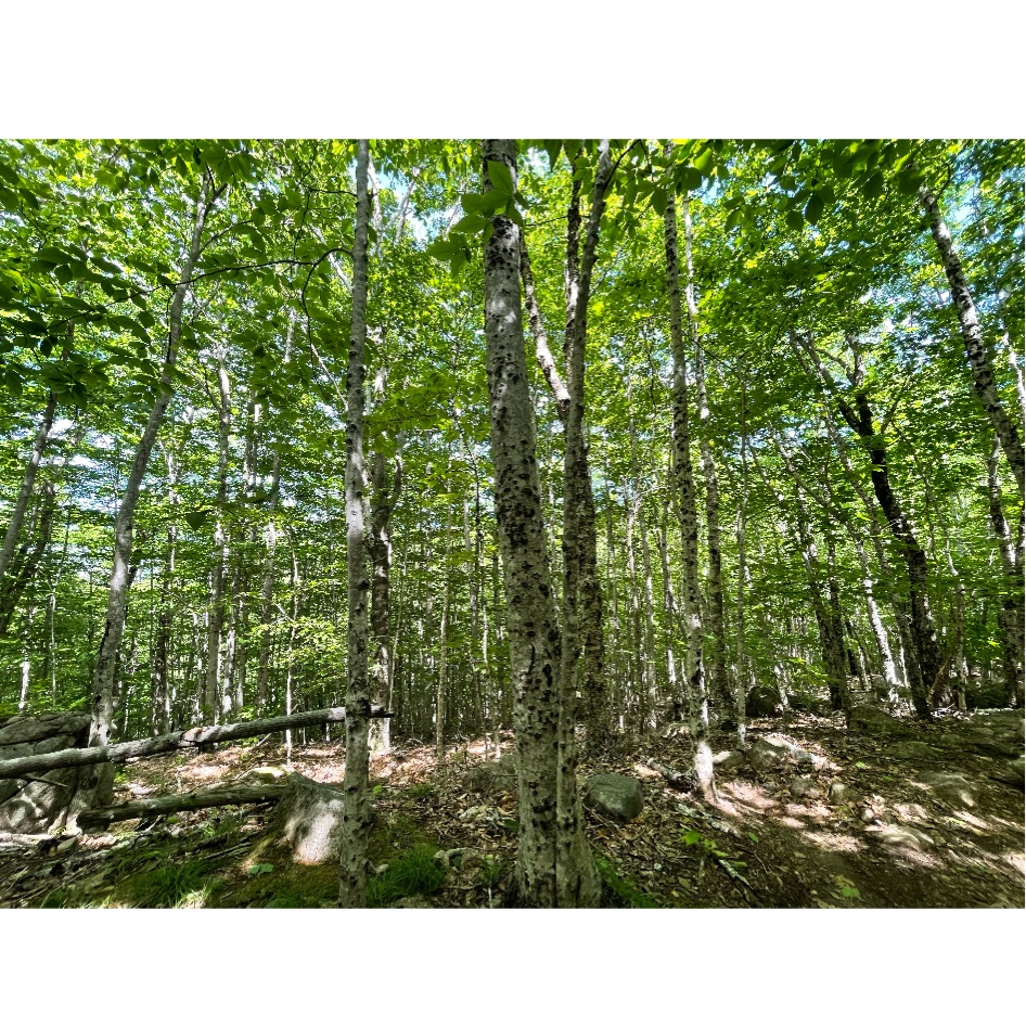 Taman Nasional Arcadia Maine