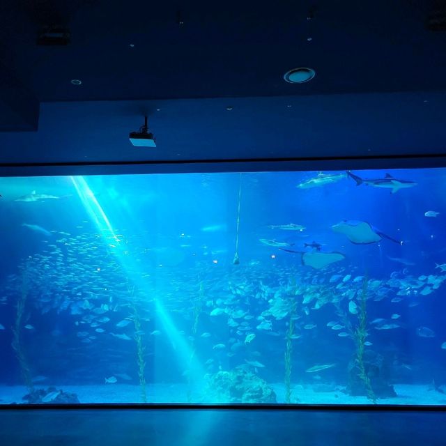 우리나라에서 제일 큰 아쿠아리움🐳