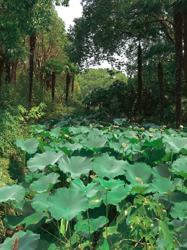 Dianshan Lake, Shanghai🌿🌱