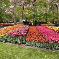 Tulip in Keukenhof: Only in Apr n early May