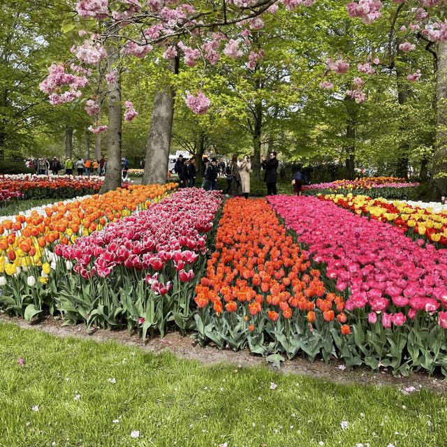 Tulip in Keukenhof: Only in Apr n early May