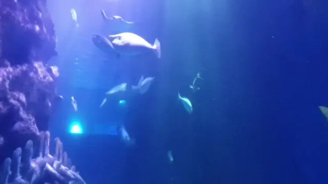 London Aquarium 