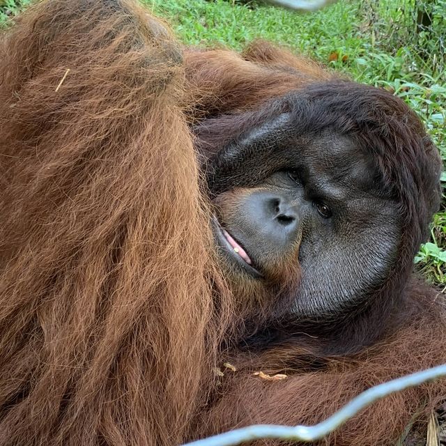 Bukit Merah Orangutan island 