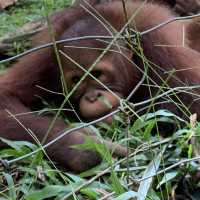 Bukit Merah Orangutan island 