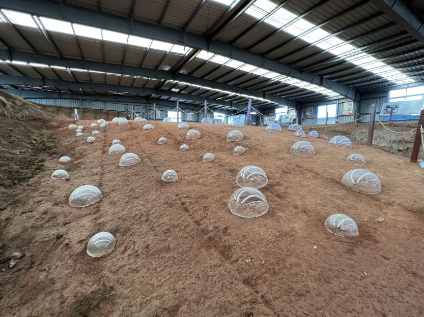 Are there dinosaurs in Qingdao? ‘Secret Qingdao Dragon Relics Museum’, the fossil site where ‘Qingdao Saurus’ was discovered