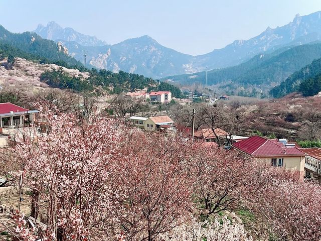 엄청난 규모의 벛꽃과 산중마을의 조화, 북구수(北九水)