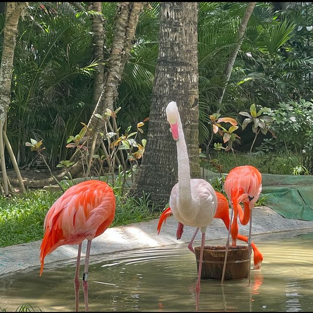 Flamingo spotting at Wuzhizhou Island 🏝 