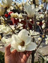 spring is the best to visit Beijing’s parks 