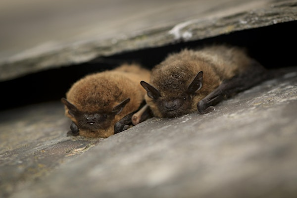 Adults Only Bat Walk at Lunt Meadows | Lunt Meadows