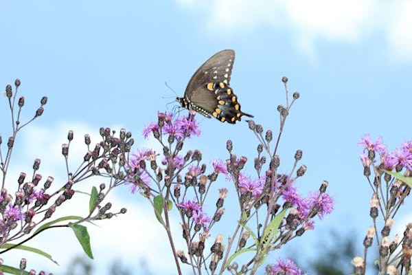 Pollinator Palooza | Seton Harvest