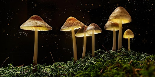 The Science of Magic Mushrooms with Dr David Luke | Harbour Lights Picturehouse