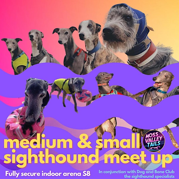 MEDIUM SIGHTHOUNDS - dog social in a fully secure arena S8 | Moss Valley Tails