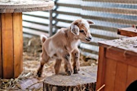 Spring Baby Goat BINGOAT | Faith Lutheran Church