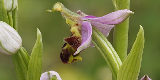 Introduction to Orchids | Monkton Nature Reserve