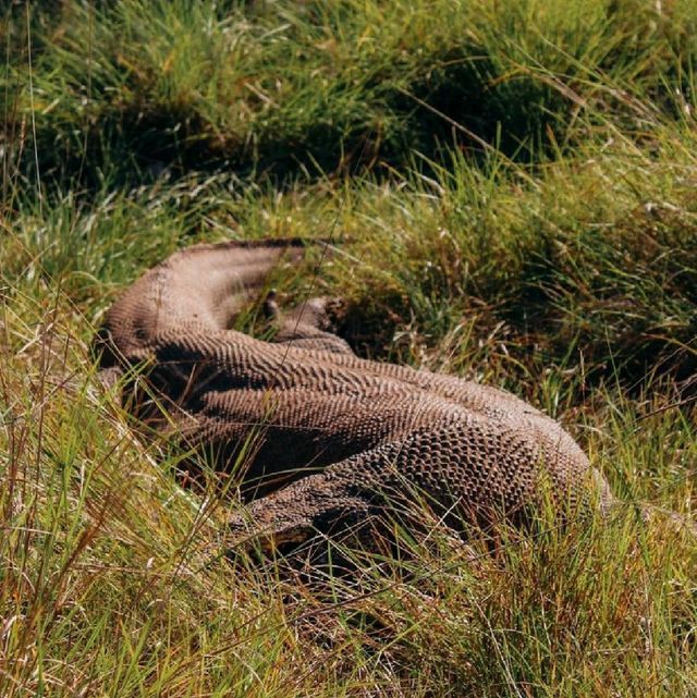 Pulau Komodo