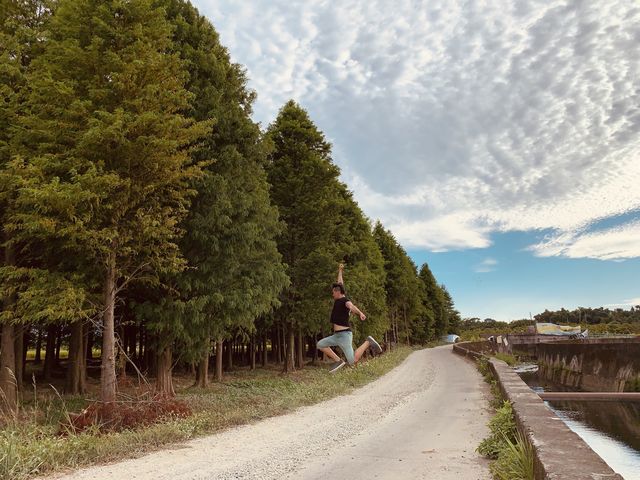 桃園秘境-八德落羽松森林