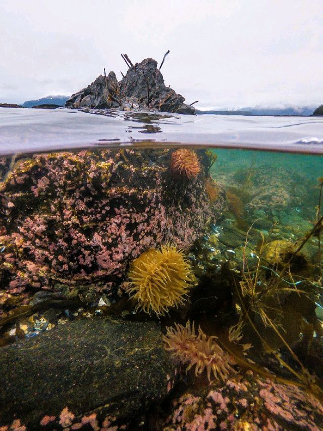 Tongass National Forest