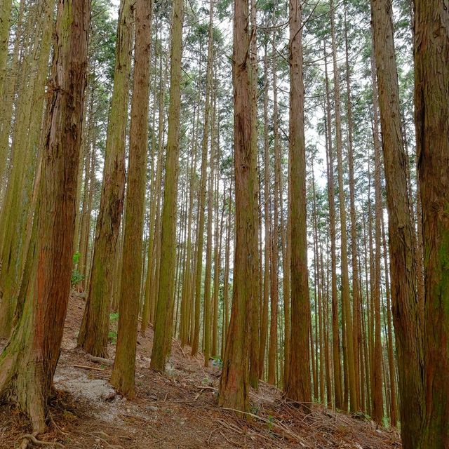 紅葉の赤城山山中