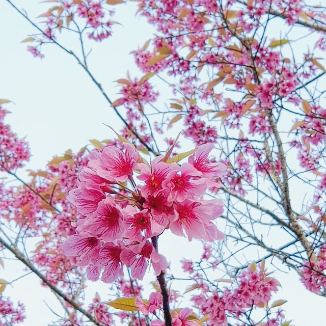 ภูเขาสีชมพูที่ภูลมโล