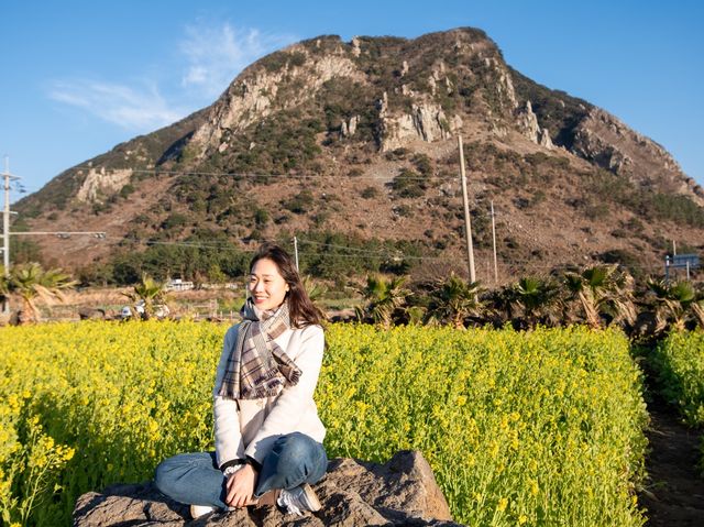 제주 유채꽃 핫플 산방산