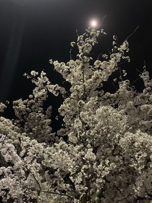 [대구] 밤 벚꽃은 또 다른 느낌이지 🌸🖤