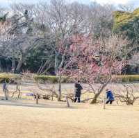 根岸森林公園の梅林の様子