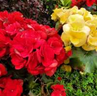 賞花好去處 ～ 愉景灣 