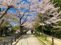 京都　SAKURA 桜めぐり❗️哲学の道の桜に感動❗️