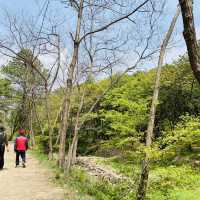 소나무 가득한 공기좋은 산 , 계양산 