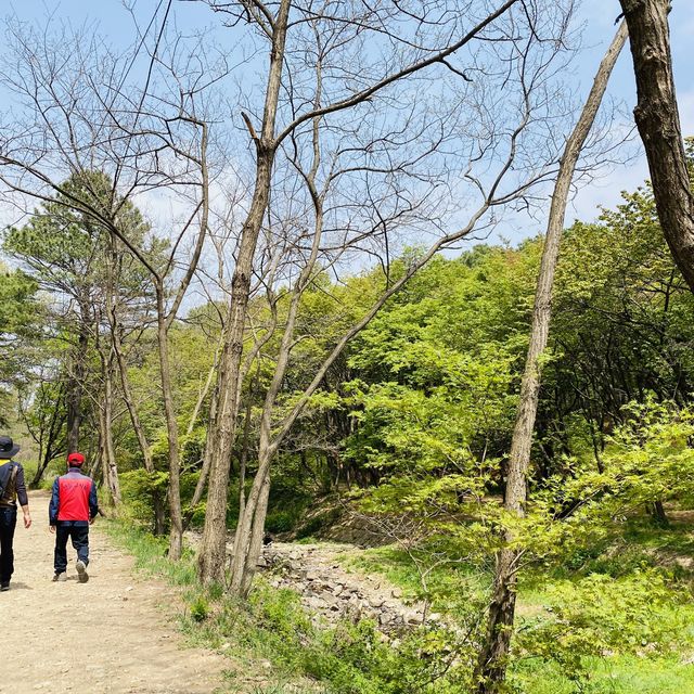 소나무 가득한 공기좋은 산 , 계양산 