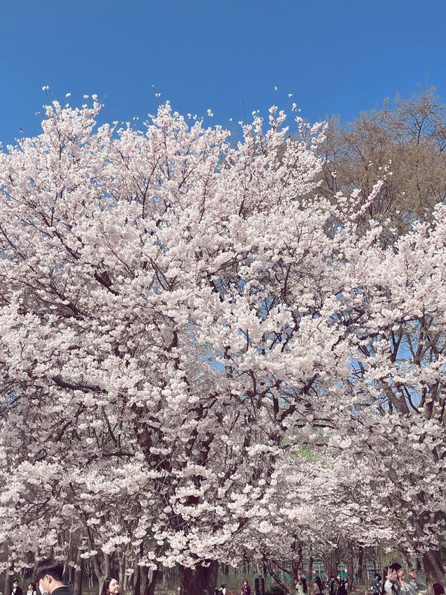 서울 꽃놀이 명소 “서울숲”