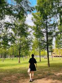 해외감성 물씬나는  담양 메타세쿼이아 가로수길🌿