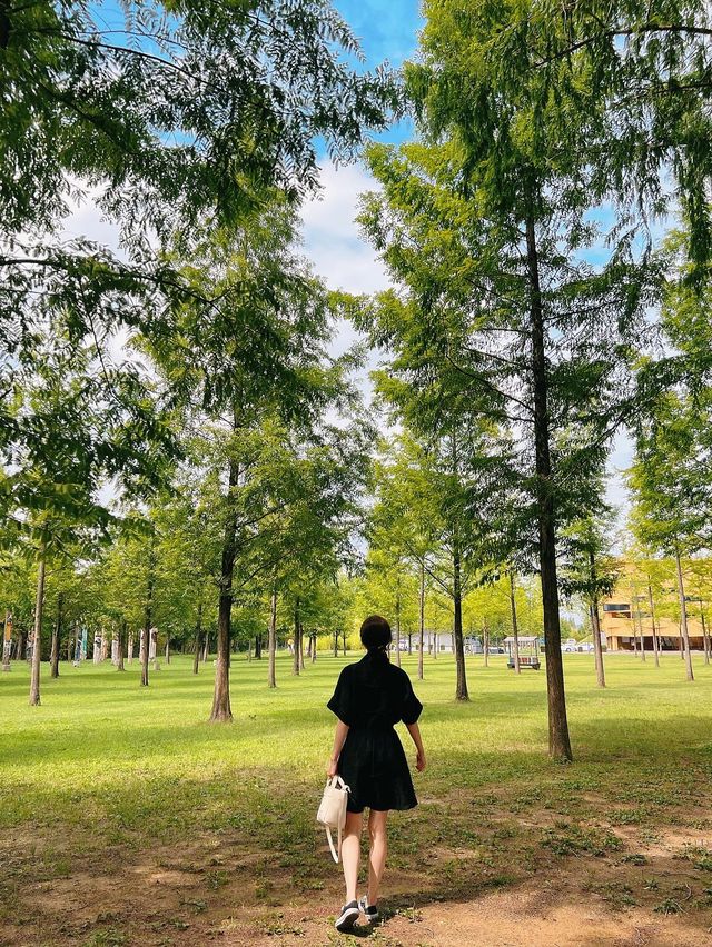 해외감성 물씬나는  담양 메타세쿼이아 가로수길🌿
