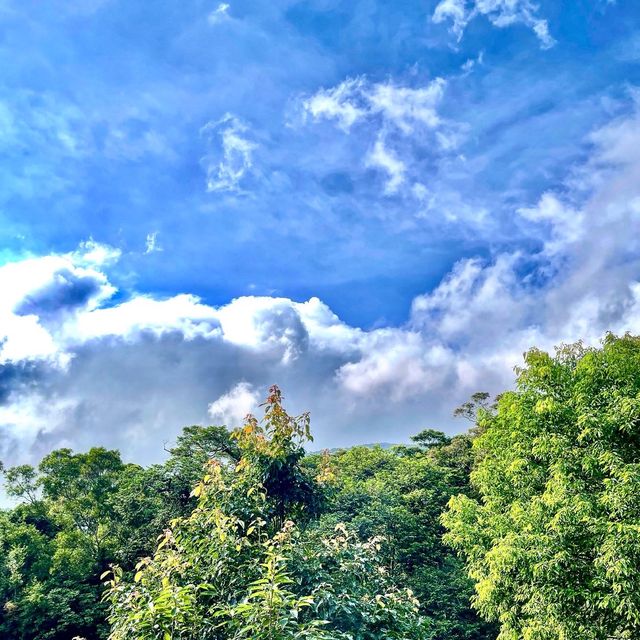 炎夏好去處-綠意盎然的中正山登山步道!